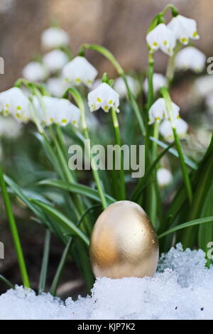 Œuf de pâques meadow snowdrop flocon à l'extérieur dans le pré Banque D'Images