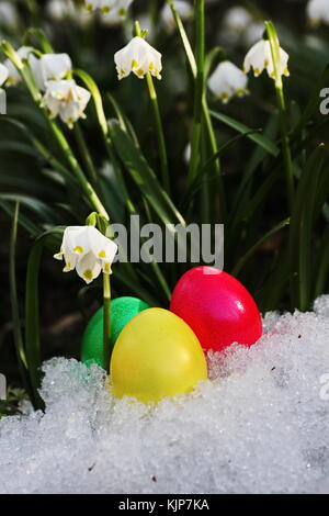 Œuf de pâques meadow snowdrop flocon à l'extérieur dans le pré Banque D'Images