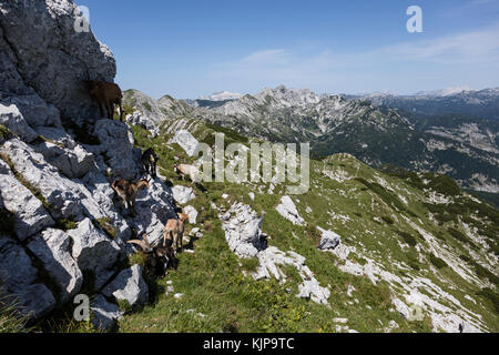 Troupeau grimpe sur un rocher dans les Alpes de Slovénie Banque D'Images