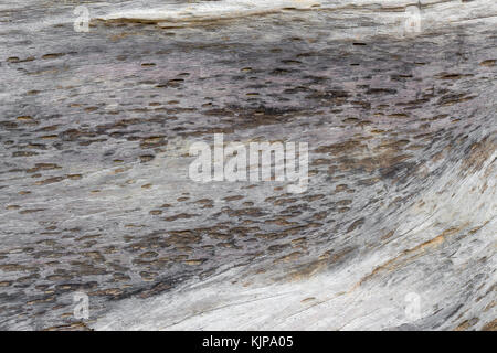 Texture naturelle vieux bois arborescence affiche les fissures résultant de l'altération naturelle d'être laissé à l'air libre. Utiliser pour le fond Banque D'Images