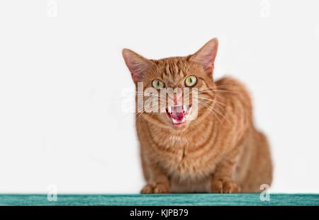 Gingembre en colère sifflement à l'appareil photo de chat Banque D'Images