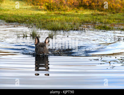 Bouledogue français bleu, jouant à la campagne piscine dans un ruisseau, arrière-plan flou pour accueillir et superposition de texte copie espace Banque D'Images