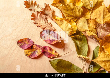Automne fond de fleurs sauvages et de feuilles de noyer, chêne, peuplier jauni avec prune sur une branche de contreplaqué léger Banque D'Images