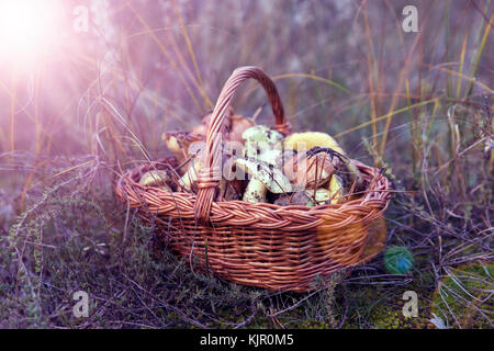 Panier en osier marron avec des champignons comestibles des forêts au milieu de l'herbe dans les rayons du soleil couchant Banque D'Images