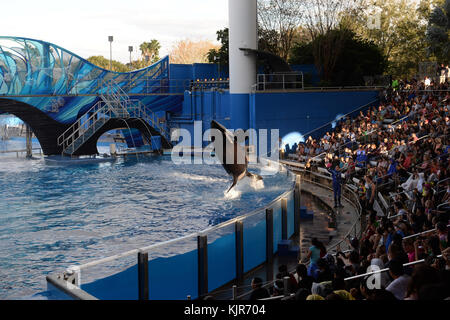 Orlando, FL - 19 MARS : en surrendant jeudi à un profond changement dans la façon dont les gens se sentent à utiliser les animaux pour se divertir, SeaWorld a annoncé qu'il ne leur permettra plus de reproduire les épaulards en captivité. « l'attitude de la société à l'égard de ces animaux majestueux, très grands et très soignés, a changé pour diverses raisons, qu'il s'agisse d'un film, d'une législation, des commentaires des gens sur Internet », a déclaré Joel Manby, PDG de SeaWorld Entertainment. "Ça ne valait pas la peine de le combattre. Nous avions besoin de nous déplacer là où la société se déplace. » Les épaulards actuellement dans les soins de SeaWorld seront la dernière génération de mammifères Banque D'Images