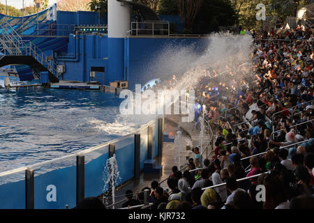 Orlando, FL - 19 MARS : en surrendant jeudi à un profond changement dans la façon dont les gens se sentent à utiliser les animaux pour se divertir, SeaWorld a annoncé qu'il ne leur permettra plus de reproduire les épaulards en captivité. « l'attitude de la société à l'égard de ces animaux majestueux, très grands et très soignés, a changé pour diverses raisons, qu'il s'agisse d'un film, d'une législation, des commentaires des gens sur Internet », a déclaré Joel Manby, PDG de SeaWorld Entertainment. "Ça ne valait pas la peine de le combattre. Nous avions besoin de nous déplacer là où la société se déplace. » Les épaulards actuellement dans les soins de SeaWorld seront la dernière génération de mammifères Banque D'Images