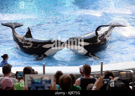 Orlando, FL - 19 MARS : en surrendant jeudi à un profond changement dans la façon dont les gens se sentent à utiliser les animaux pour se divertir, SeaWorld a annoncé qu'il ne leur permettra plus de reproduire les épaulards en captivité. « l'attitude de la société à l'égard de ces animaux majestueux, très grands et très soignés, a changé pour diverses raisons, qu'il s'agisse d'un film, d'une législation, des commentaires des gens sur Internet », a déclaré Joel Manby, PDG de SeaWorld Entertainment. "Ça ne valait pas la peine de le combattre. Nous avions besoin de nous déplacer là où la société se déplace. » Les épaulards actuellement dans les soins de SeaWorld seront la dernière génération de mammifères Banque D'Images