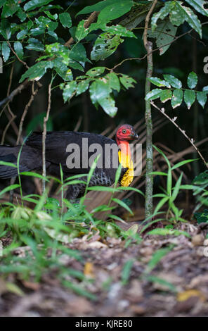 Torquéole Turquie (Francolinus lathami) dans la forêt amazonienne en Far North Queensland. Banque D'Images