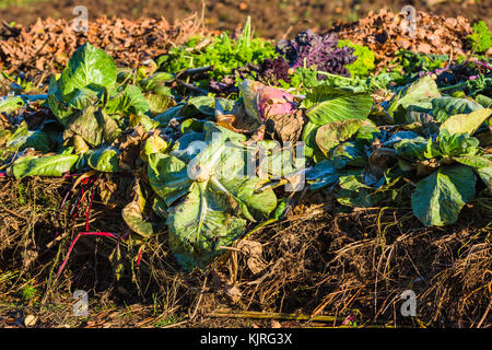 Légumes frais du top dans le tas du compost. Banque D'Images