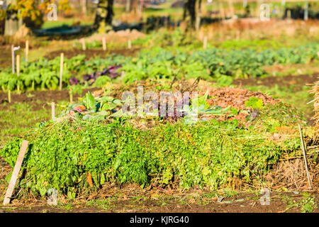 Légumes frais du top dans le tas du compost. Banque D'Images