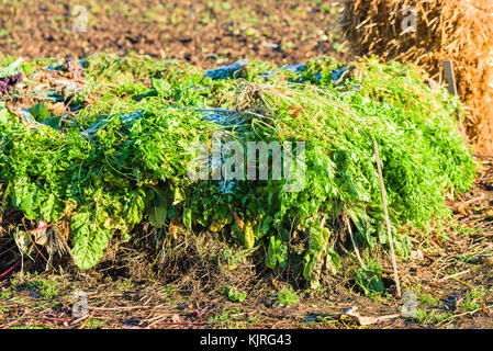 Légumes frais du top dans le tas du compost. Banque D'Images