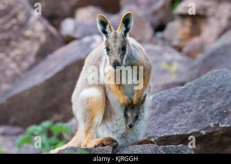 Yellow-footed Rock wallaby (Petrogale xanthopus-) avec Joey en sachet, Flinders Ranges, Australie du Sud Banque D'Images