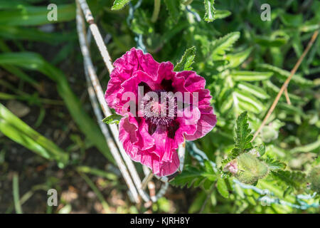 Gros plan d'une graine de pavot violet dans un jardin Banque D'Images