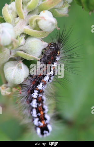 Brown-tail moth (euproctis chrysorrhoea, caterpillar), sur bramble, îles Scilly, Angleterre, Royaume-Uni. Banque D'Images