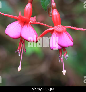 Deux fleurs fuschia suspendus. Banque D'Images