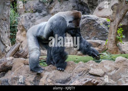 Monkey gorilla gorilla silverback , dans la nature Banque D'Images