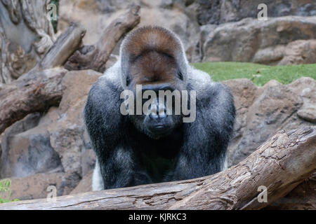 Gorilla gorilla silverback portrait - piscine Banque D'Images