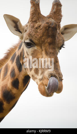 Une girafe collage hors de leur langue maternelle à la Wildlife park Banque D'Images