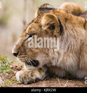 Jeune homme profil lion head shot portrait, octobre 2017, masai Mara, Kenya, Afrique Banque D'Images