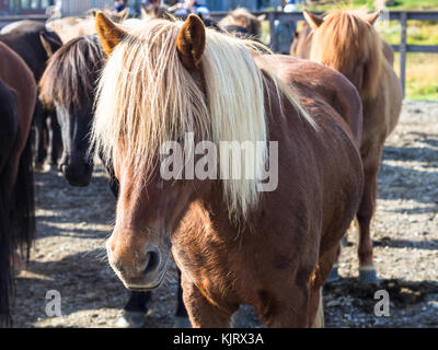 Voyager en Islande - bas cheval islandais en pays farm close up Banque D'Images