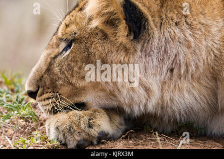 Jeune homme profil lion head shot portrait, octobre 2017, masai Mara, Kenya, Afrique Banque D'Images