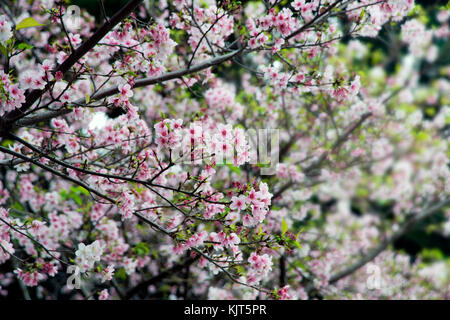 Belle sakura en fleurs dans le jardin pour l'image de fond. Banque D'Images