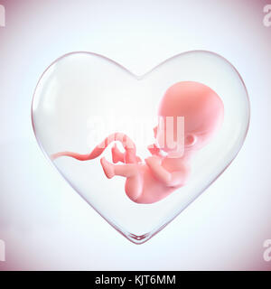 Fœtus à l'intérieur de la forme du cœur de sa mère, l'amour de mère, concept précis médicalement 3d illustration d'un fœtus en semaine avec chemin de détourage. Banque D'Images