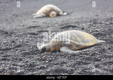 Les tortues de couchage sur punaluu black sand beach sur l'île Big Island, Hawaii Banque D'Images