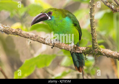 Toucanet à croupion rouge perché sur une branche dans la vallée de Tandayapa le nord de l'Équateur Banque D'Images