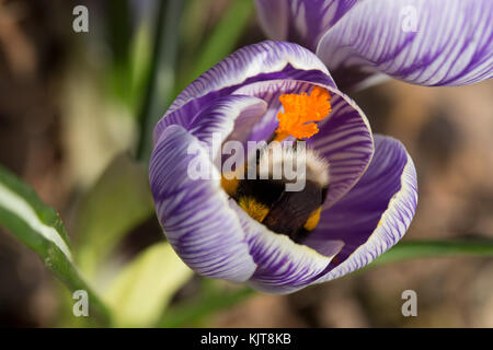 White-tailed bumblebee se nourrissant de crocus Banque D'Images