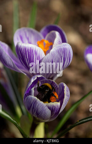White-tailed bumblebee se nourrissant de crocus Banque D'Images