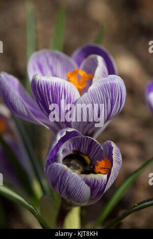 White-tailed bumblebee se nourrissant de crocus Banque D'Images