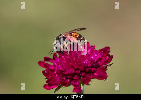 Une abeille minière (Andrena hattfiana) sur le terrain scabieux (Knautia arvensis) Banque D'Images