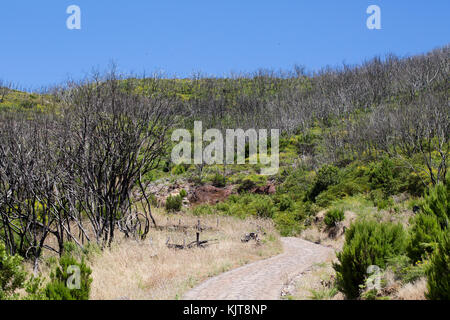 Forêt brûlée récupère Garajonay ci-dessous (La Gomera) Banque D'Images