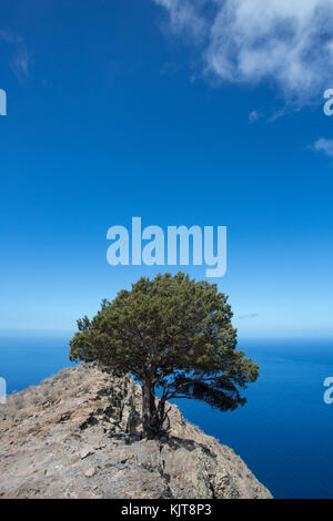 Donnant sur la mer d'arbres au-dessus de Valle Gran Rey sur La Gomera Banque D'Images