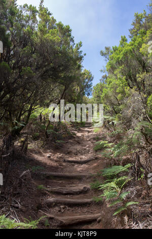 Escaliers sur le chemin de la Gomera sur Garajonay Banque D'Images