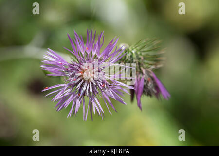 Petits acariens rouges sur un chardon à lait violet (Galatites tormentosa) Banque D'Images