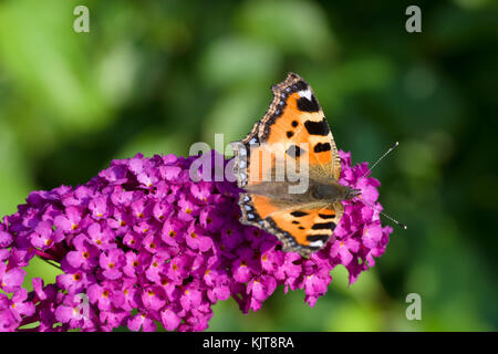Aglais urticae, le petit tortoiseshell, sur un bourgedleja Banque D'Images
