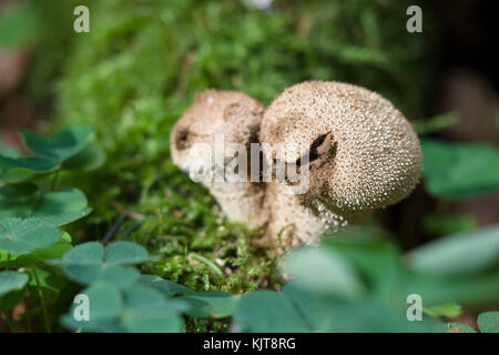 Champignons Puffball avec Moss et clover Banque D'Images