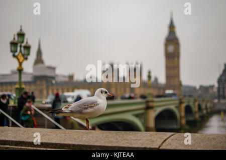 Portrait d'un oiseau de mer debout devant le parlement britannique et Westminster Bridge London, UK Banque D'Images