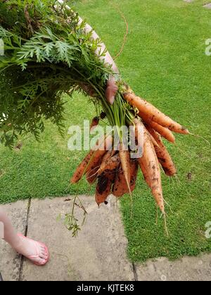 Une femme tient un bouquet de carottes cultivées dans un jardin, England, UK Banque D'Images