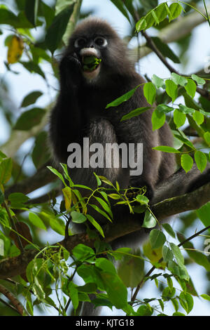 La feuille sombre, singe langur à lunettes, ou des feuilles à lunettes (Trachypithecus obscurus) singes de Malaisie Banque D'Images