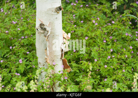 Sur l'écorce de bouleau verruqueux peeling tree trunk Banque D'Images