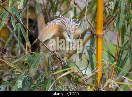 La nidification d'un crabier chevelu (ardeola ralloides) en plumage nuptial. Madagascar, Afrique. Banque D'Images