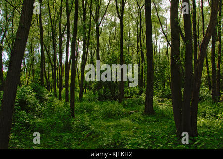 Les jeunes arbres avec des feuilles dans une forêt vert printemps avec couverture du sol Banque D'Images