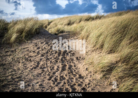 Des empreintes de pas dans les dunes de sable avec des touffes d'herbe dans le vent, profondeur de champ et le motion blur Banque D'Images