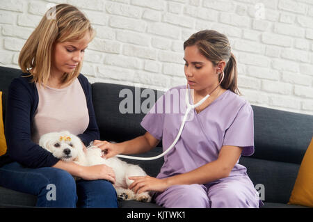 Jeune femme latina au travail comme vétérinaire, vétérinaires parlant avec propriétaire du chien lors de l'appel. Visite de médecin des animaux animal malade à la maison et contrôler heartbea Banque D'Images