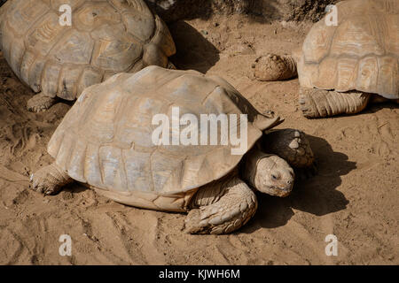 Tortoise (geochelone gigantea) / tortues Banque D'Images