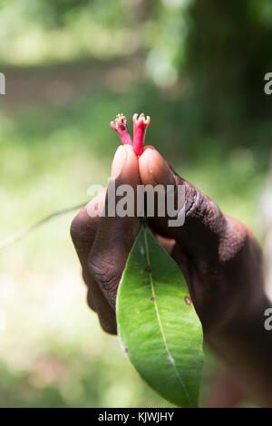 Zanzibar, Tanzanie ; gousses développe à une épice ferme sur l'île. Les clous de girofle sont les boutons de fleurs aromatiques d'un arbre de la famille des Myrtaceae, Syzygium aromaticum. Banque D'Images