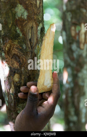 Zanzibar, Tanzanie ; une épice agriculteur détient un morceau de Cannelle Écorce d'un de ses arbres de cannelle. Lorsque les ce sera la vente d'épices. Banque D'Images